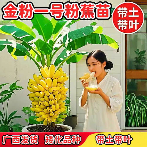 金粉一号粉蕉苗软糯香甜南北可种