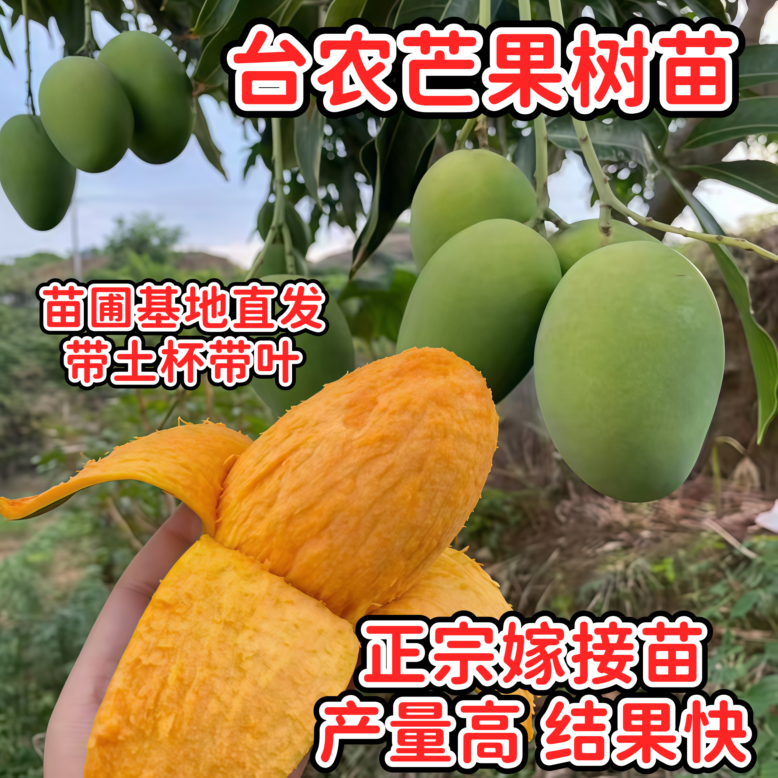 海南小台农芒果苗嫁接芒果树苗南方盆栽地栽种植水果