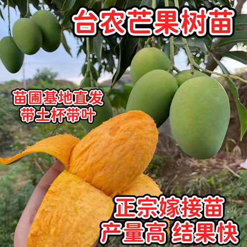 海南小台农嫁接地栽种植芒果树苗