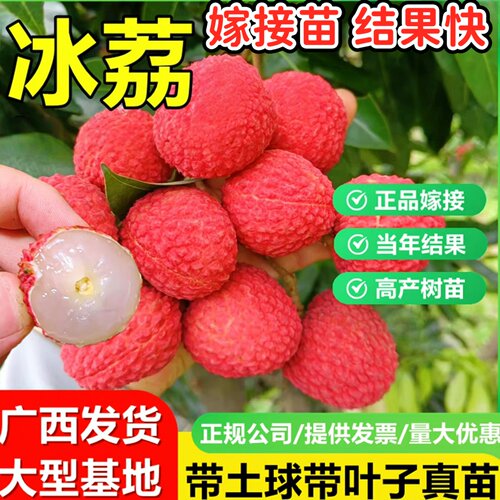 荔枝树苗嫁接庭院盆栽纯甜品种