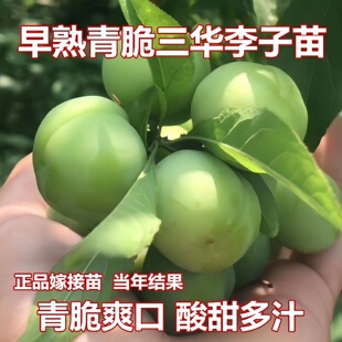 早熟三月李子树苗青脆三月李子嫁接苗南北方种植盆栽当年结果常绿