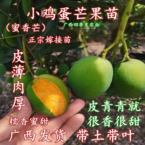 鸡蛋芒果苗椰香蜜甜嫁接苗盆栽树