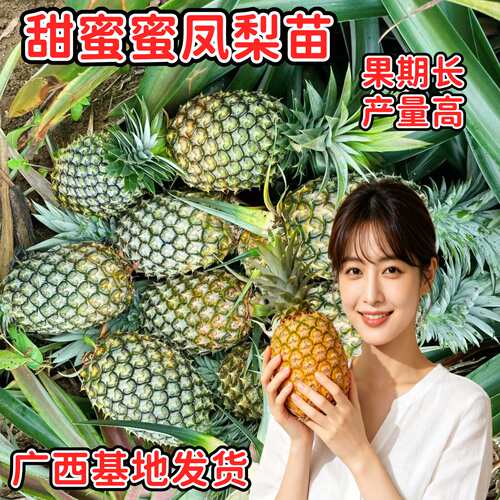 甜蜜蜜凤梨苗汁多甜高易四季凤梨