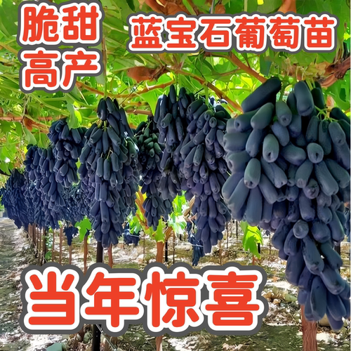 蓝宝石葡萄苗四季盆栽地栽葡萄苗