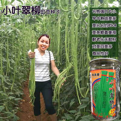 小叶翠柳长豇豆种子翠绿条豆角种籽早熟春夏秋耐寒豇豆种籽结荚多