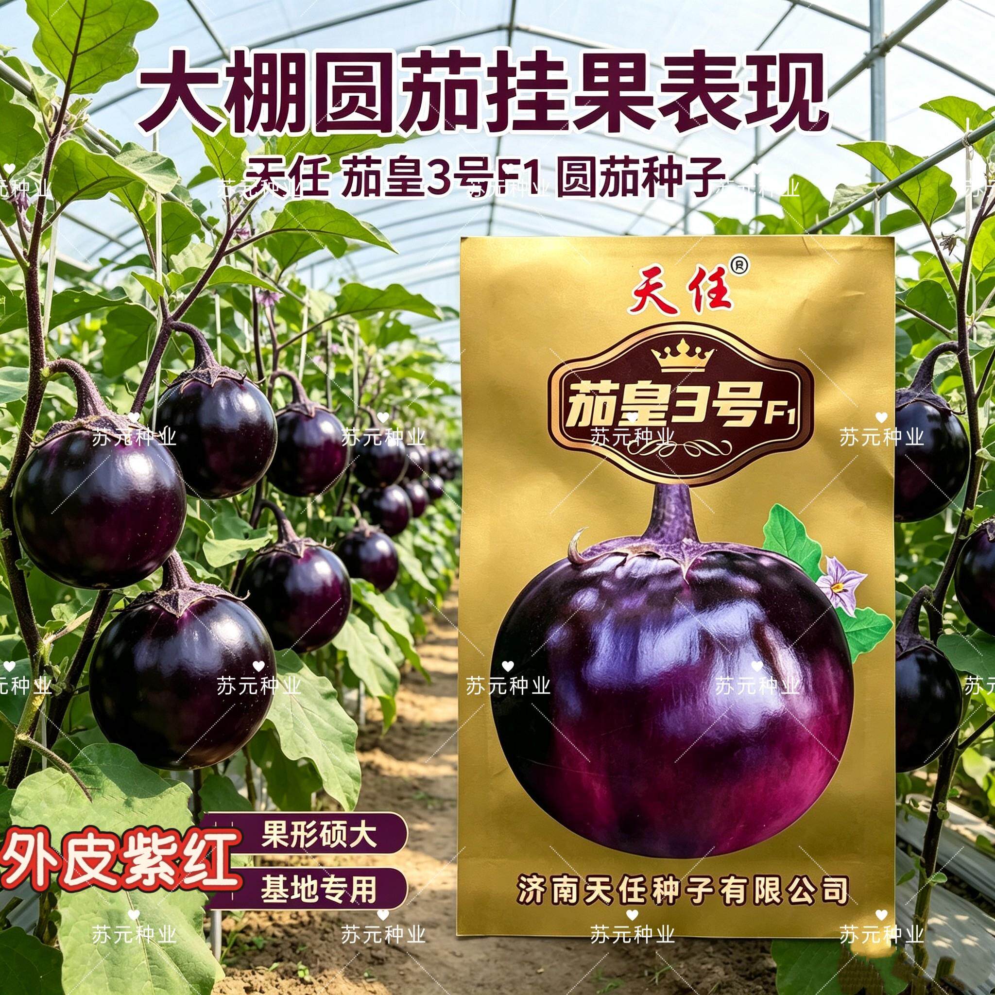 茄皇3号紫红圆茄种子中熟白肉紫圆茄种籽春季高产基地红圆茄子孑