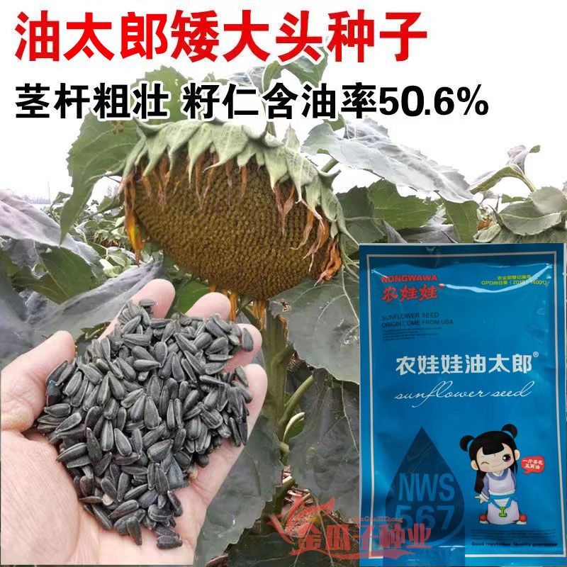 农娃娃油太郞向日葵种子NWS567三系油葵种籽抗病春季播矮杆抗倒伏