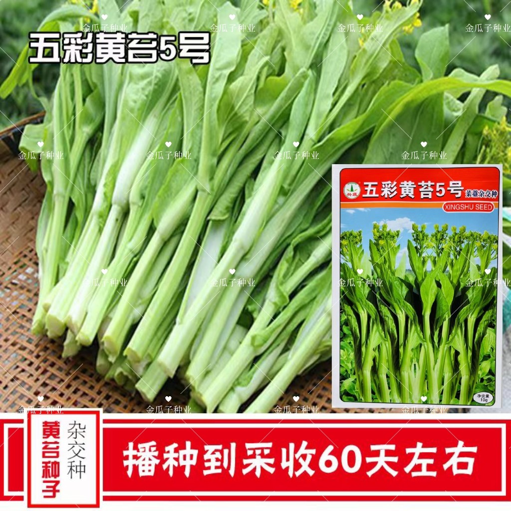 兴蔬五彩黄苔5号白菜苔种子中熟白菜苔种子苔粗耐热抗病高产菜苔