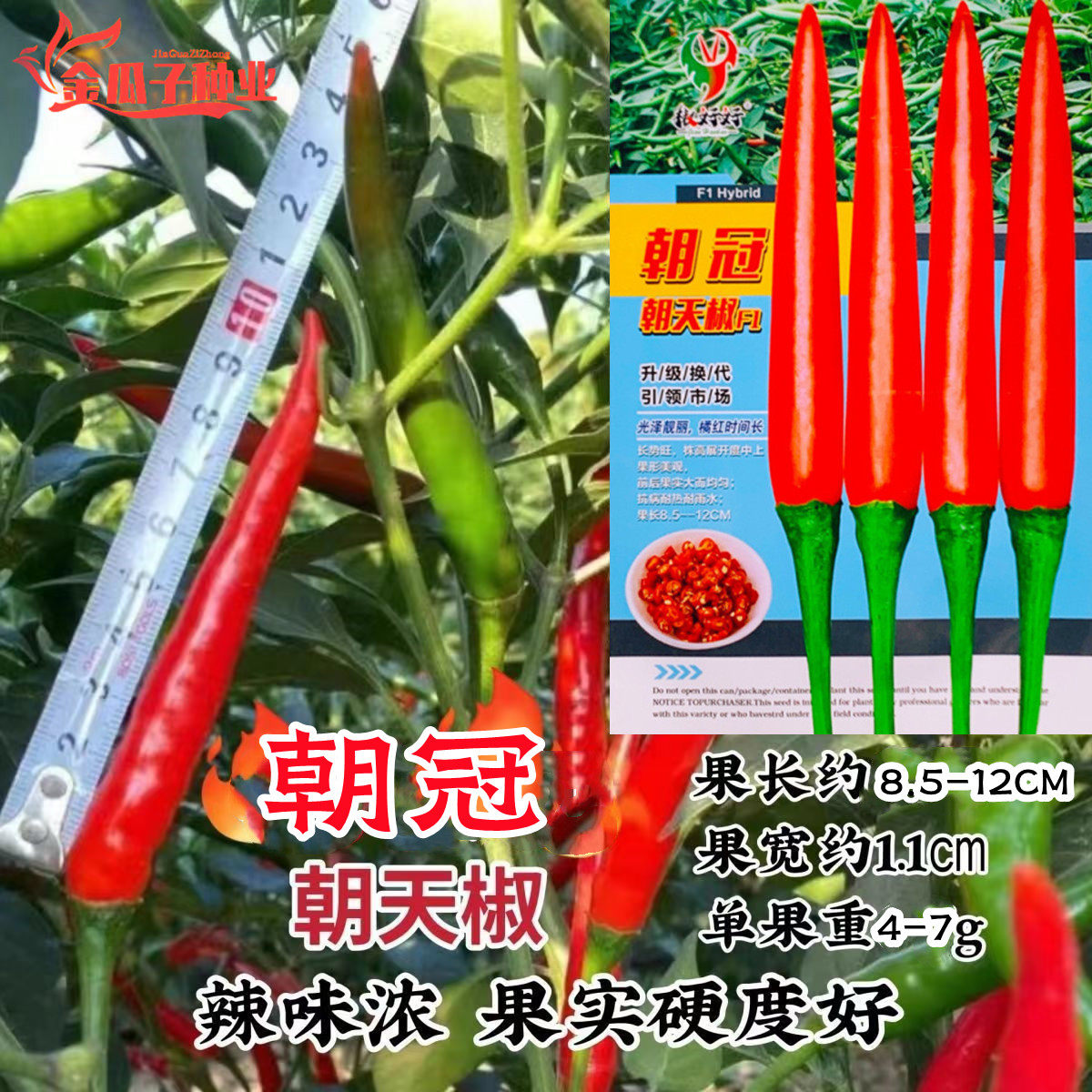 朝冠朝天椒种子中熟单生大果型抗病强耐热耐雨水朝天椒籽大田种子