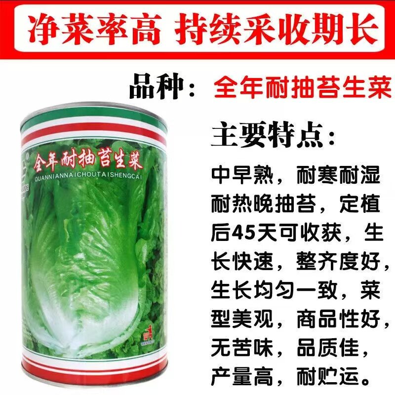 全年耐抽苔生菜结球生菜美国大速生菜种子不带苦味四季播耐热耐寒