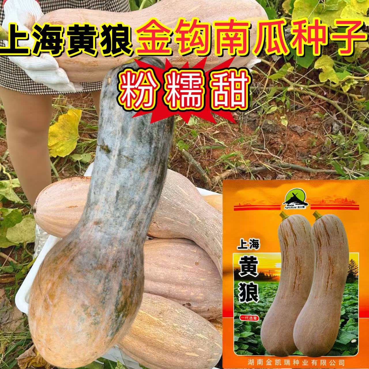 黄狼南瓜种子金钩南瓜种子倭瓜超甜香糯干面庭院阳台春秋蔬菜种子