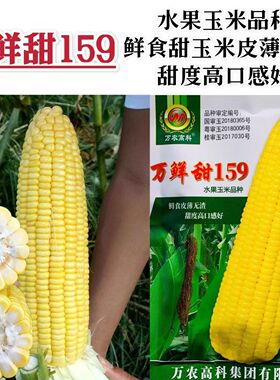 万鲜甜159甜玉米种子黄色水果玉米种子南方鲜食甜玉米种籽甜度高