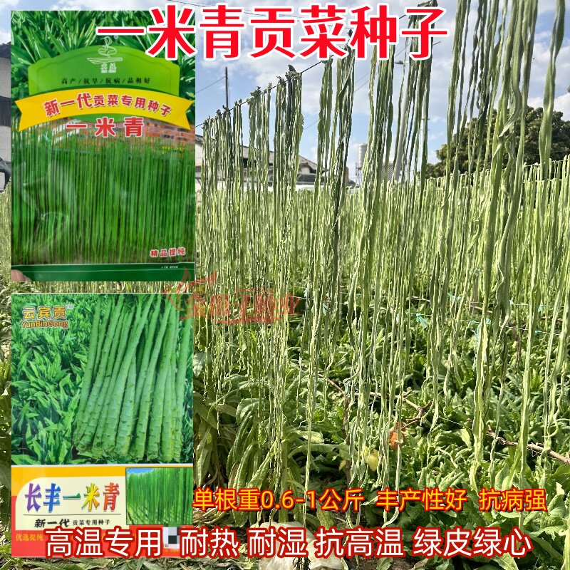 一米青贡菜种子特耐热抗逆强高产