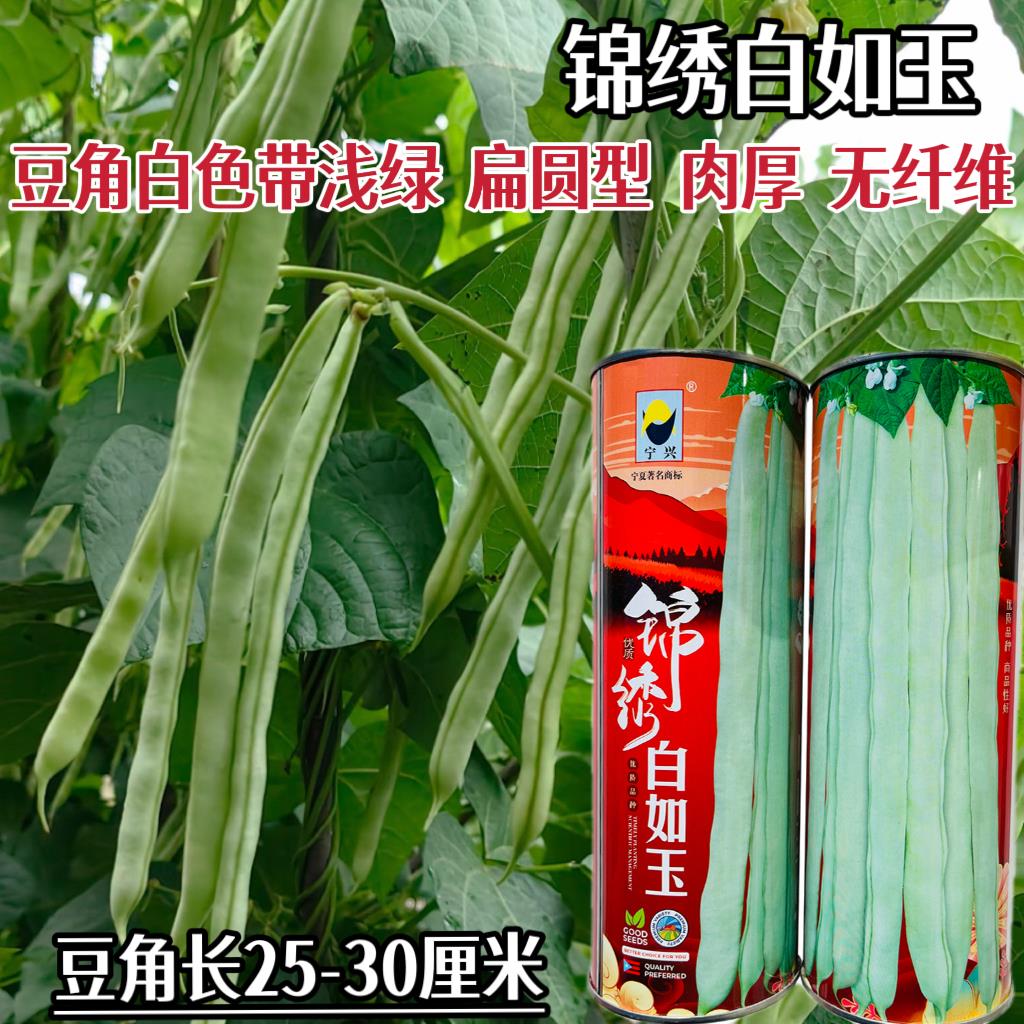 锦绣白如玉豆角种子农家春秋播架豆芸豆种籽优质四季豆梅豆角种孑