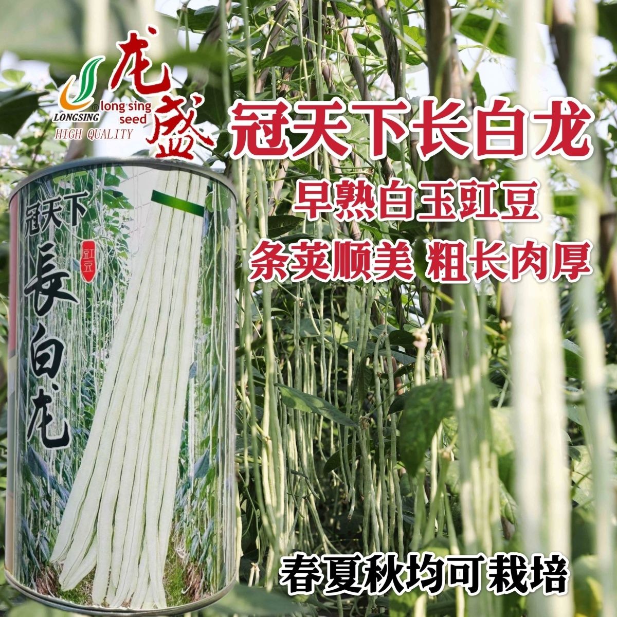 冠天下长白龙豇豆种子高产特长白条豆角种子早熟白玉豇豆种籽春秋
