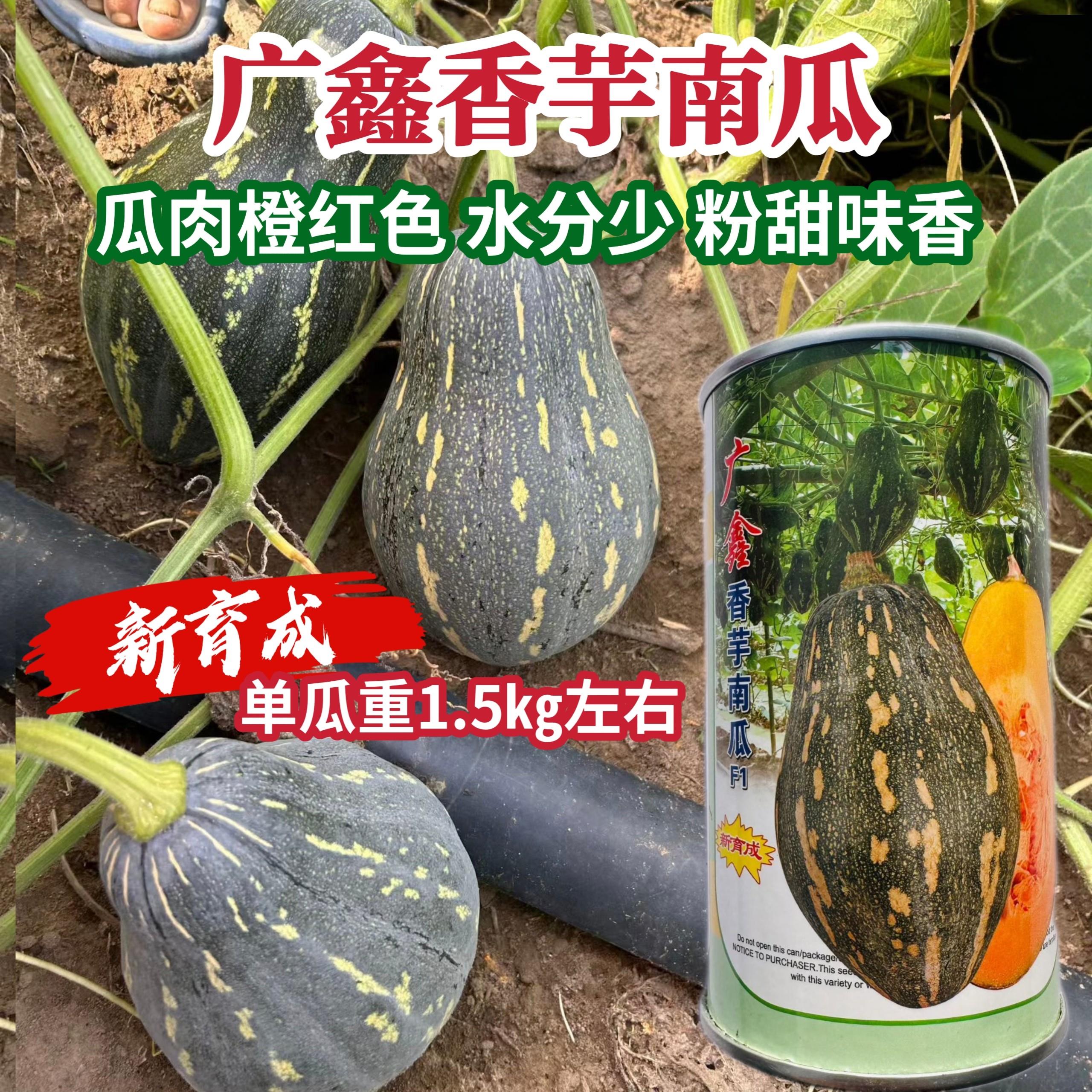 广鑫香芋南瓜种子中早熟榄核形味香粉甜肉质致密高产杂交南瓜种子