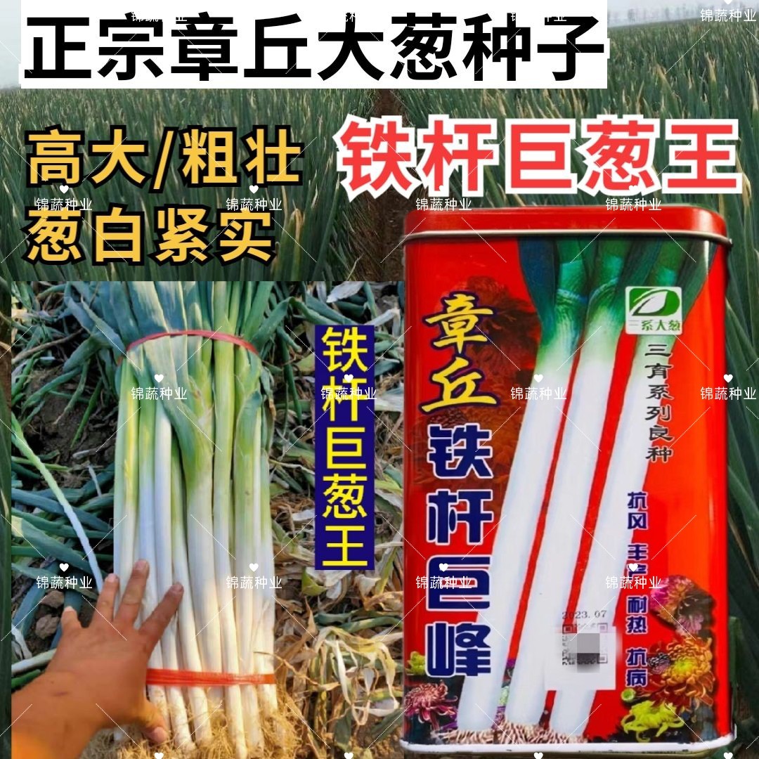 三育系列章丘铁杆巨峰大葱种子高产抗病抗伏倒山东大葱大田专用籽