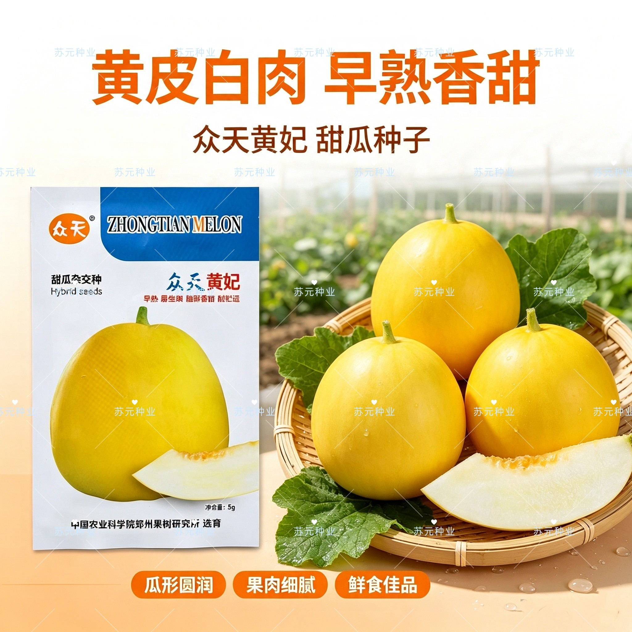 众天黄妃甜瓜种子早熟薄皮糖度高甜瓜种子口感脆甜耐湿抗病耐储运