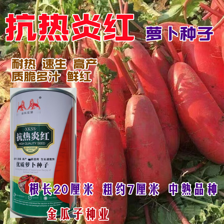 耐热红皮白肉萝卜种子早熟高产