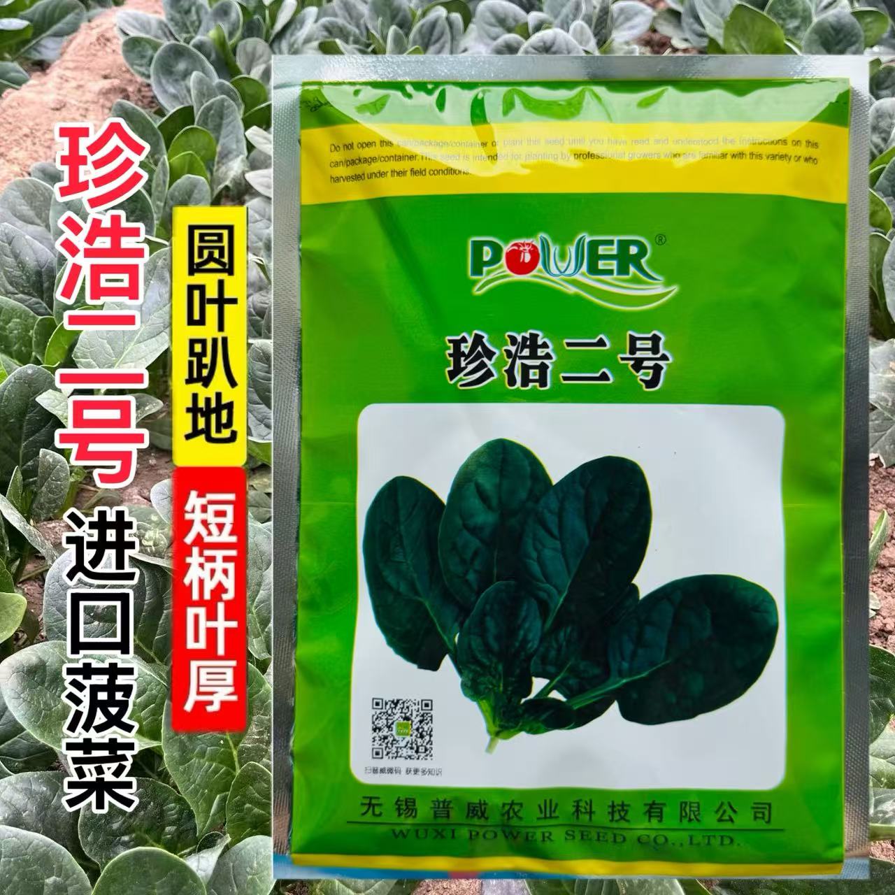 珍浩二号进口趴地菠菜普威大圆叶黑亮短柄抗霜霉病菠菜种子250克