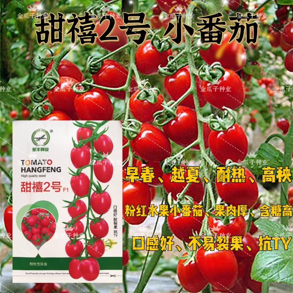 甜禧2号水果小番茄种子早春越夏耐热番茄种籽高秧高糖不裂果抗TY