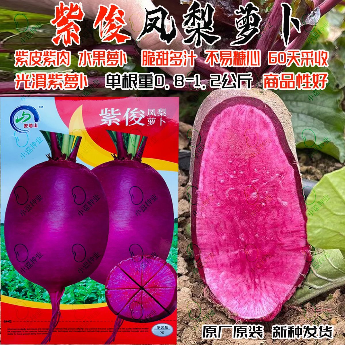 紫俊凤梨萝卜种子杂交型品种紫皮紫肉口感佳糖度高肉质细密品质佳