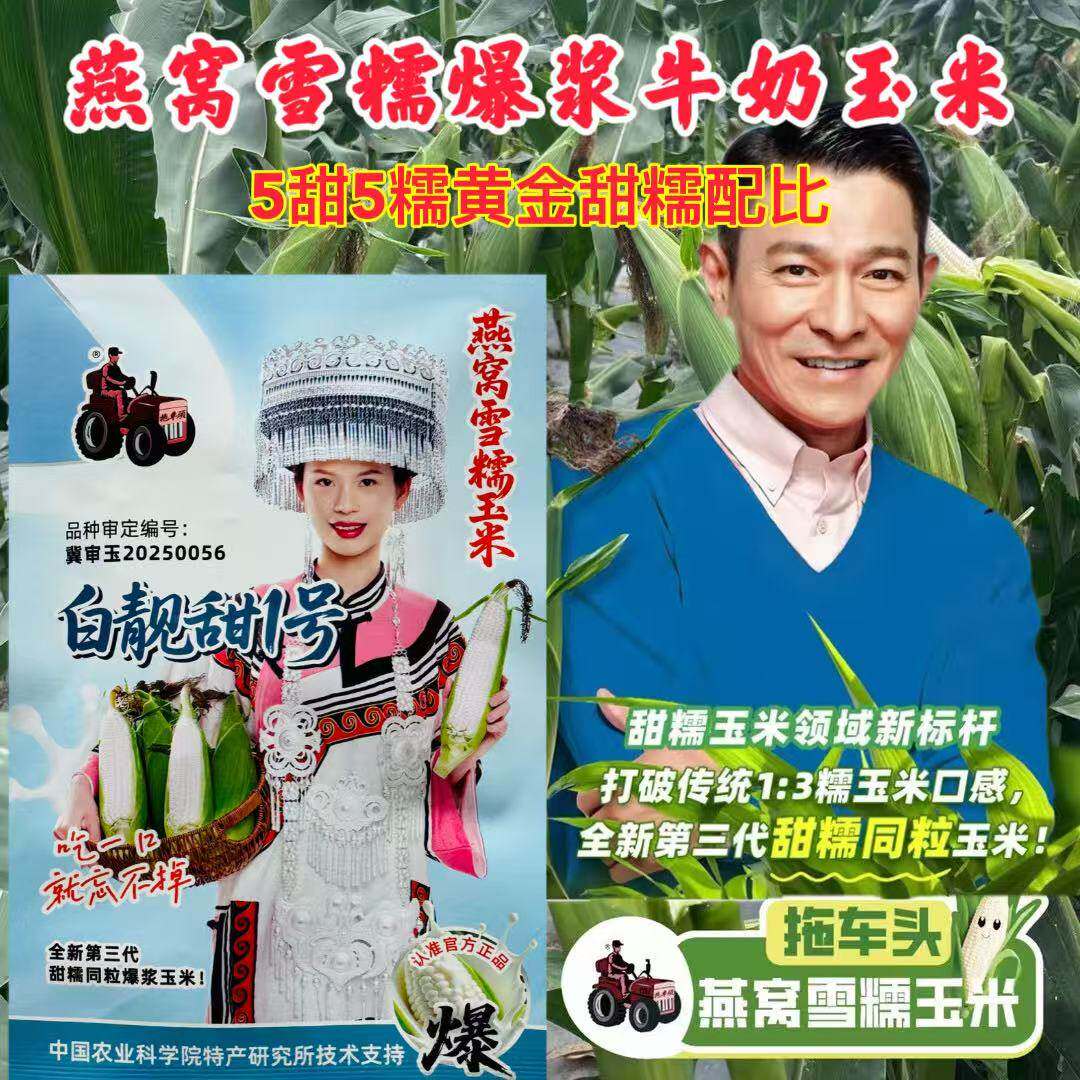 白靓甜1号糯玉米种子高产大棒甜糯玉米种籽春夏秋播燕窝雪糯玉米
