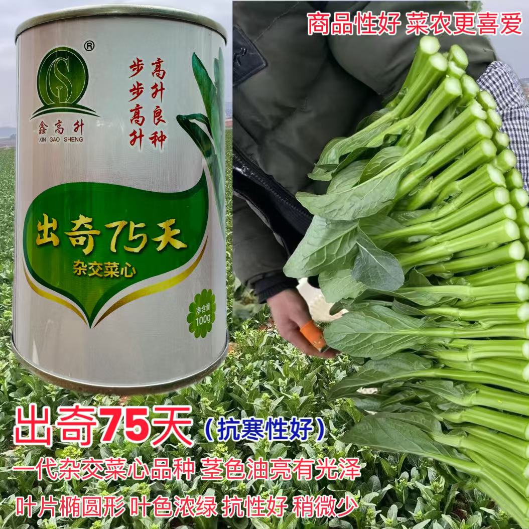 广东四季菜心种子出奇75天菜心种子尖叶菜苔油绿甜脆菜心种籽基地