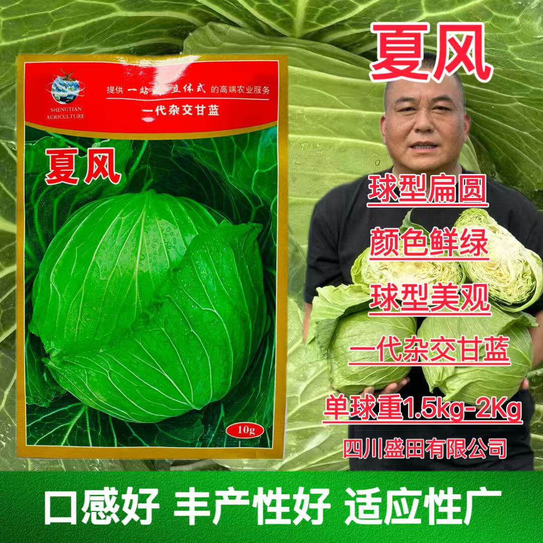 夏风甘蓝种子杂交早熟扁球型甘兰种子颜色鲜绿适应性强春秋播包菜