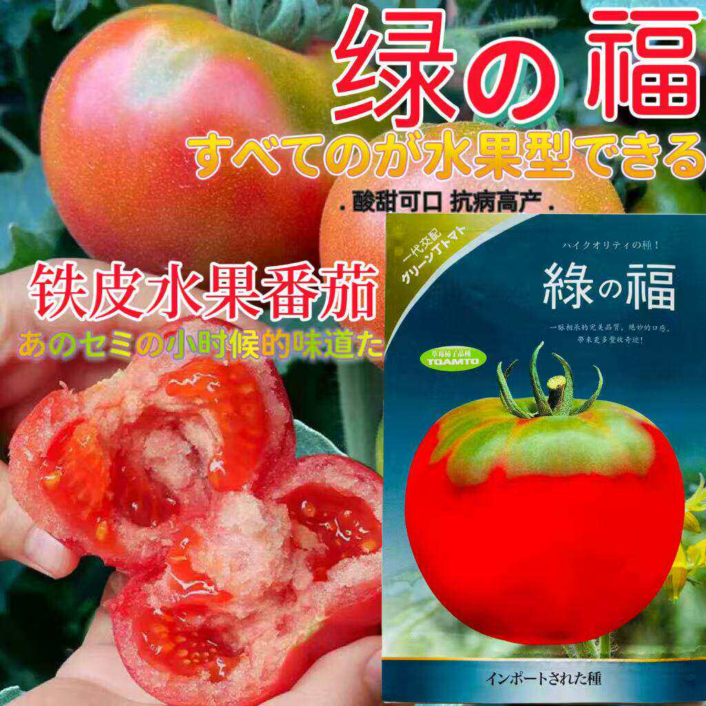 绿顶铁皮粉果番茄早熟耐寒不早衰无限生长铁皮柿子绿果肩耐贮运