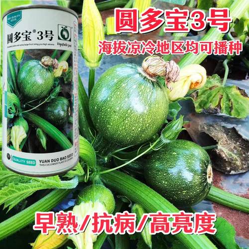 圆多宝3号西葫芦早熟高产短蔓矮