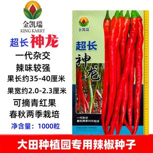 超长神龙线椒种子特长香辣薄皮特辣线椒种子顺直粗线椒种子基地种