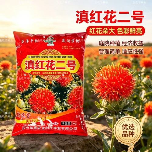 滇红花二号红花种子大花无刺花丝长耐寒耐瘠产量高药材种籽草红花