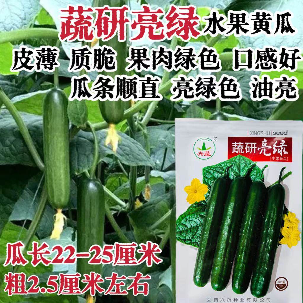蔬研亮绿水果黄瓜种籽杂交早熟强雌油亮黄瓜种子农家春秋季播种孑