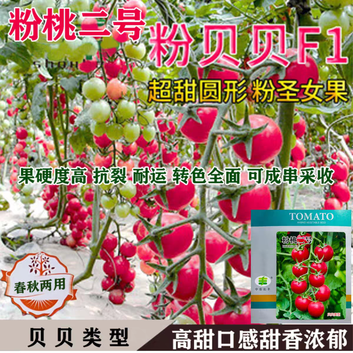 粉桃二号小番茄种子品种无线生长杂交一代樱桃小番茄品种口感柿种