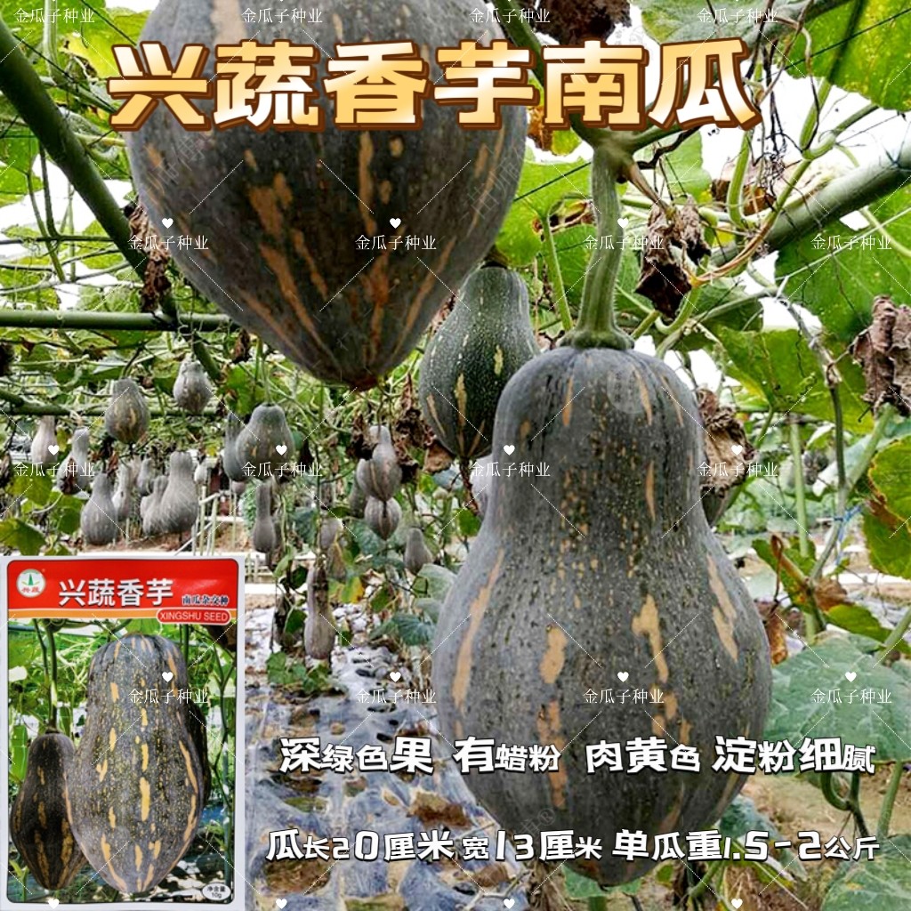 兴蔬香芋南瓜种子香面甜高品质瓜种子果肉橙黄粉糯香芋味南瓜种籽