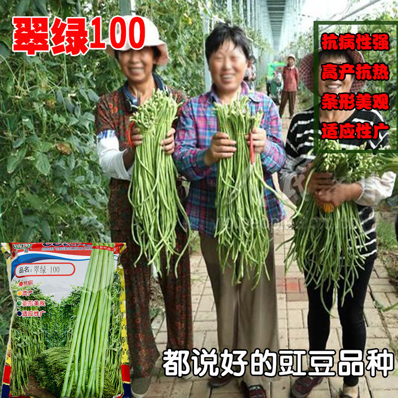 翠绿100豇豆种子高产厚肉长豆角种籽翠绿油亮耐老不鼓籽春秋播种