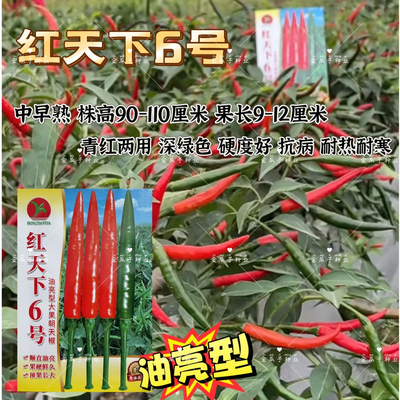红天下6号辣椒种子大果高产青红两用朝天椒种子大号早熟顺直油亮