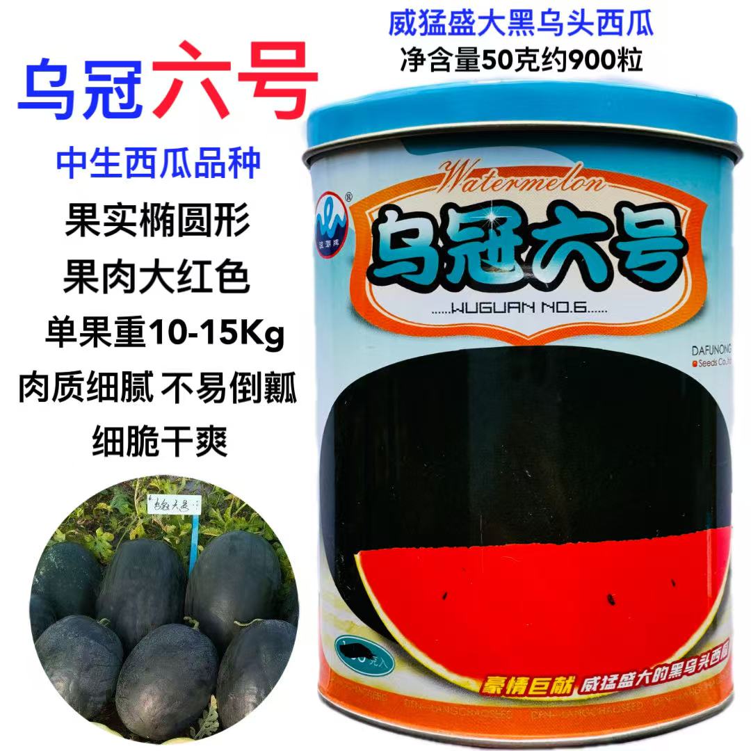 乌冠六号特抗黑丽黑皮无籽西瓜种子高产抗病大果黑皮无籽西瓜种子