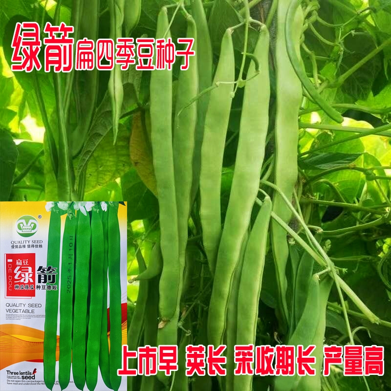 绿箭扁豆架豆种子芸豆种籽高产扁豆四季豆种孑豆角春夏四季播豆角
