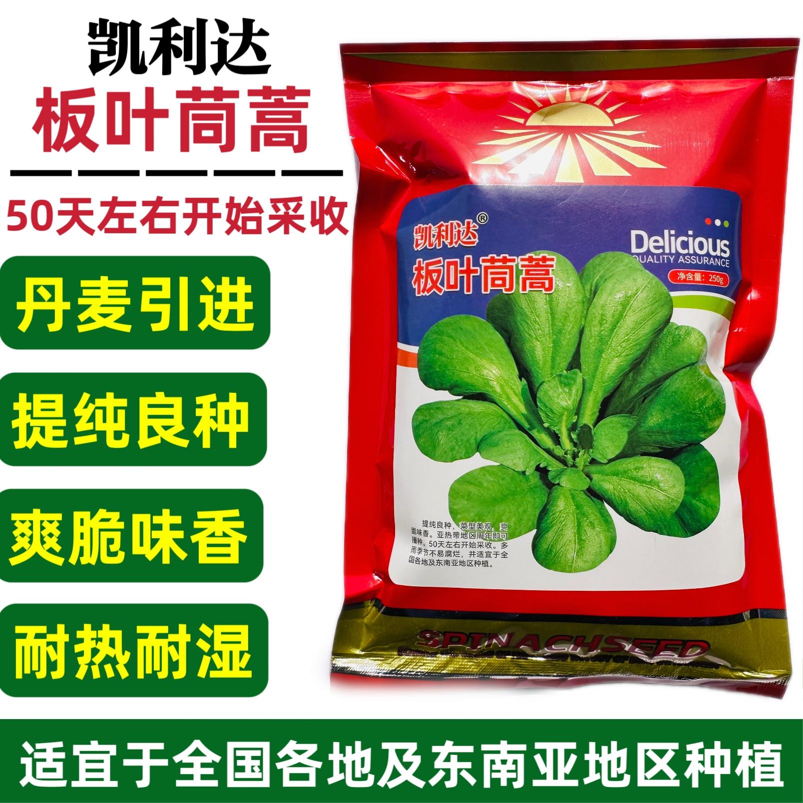 丹麦引进板叶茼蒿种子四季耐热耐寒蔬菜种孑大叶茼蒿种籽蓬蒿菜种
