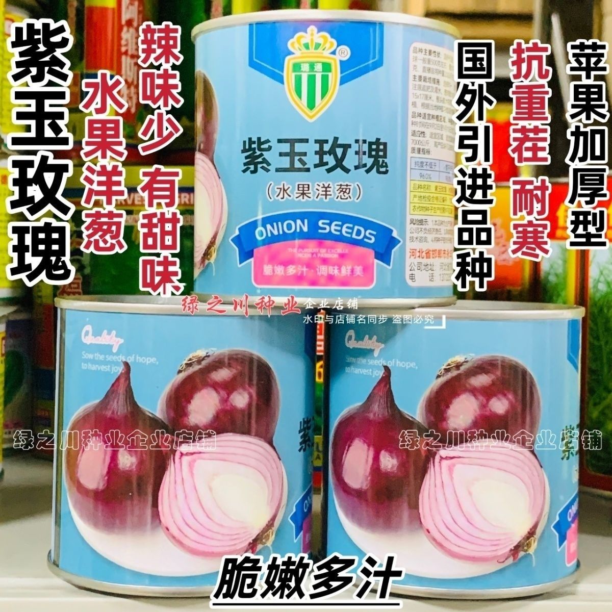 甜脆微辣紫皮洋葱种子水果洋葱种子紫玉玫瑰国外引进紫色洋葱种籽
