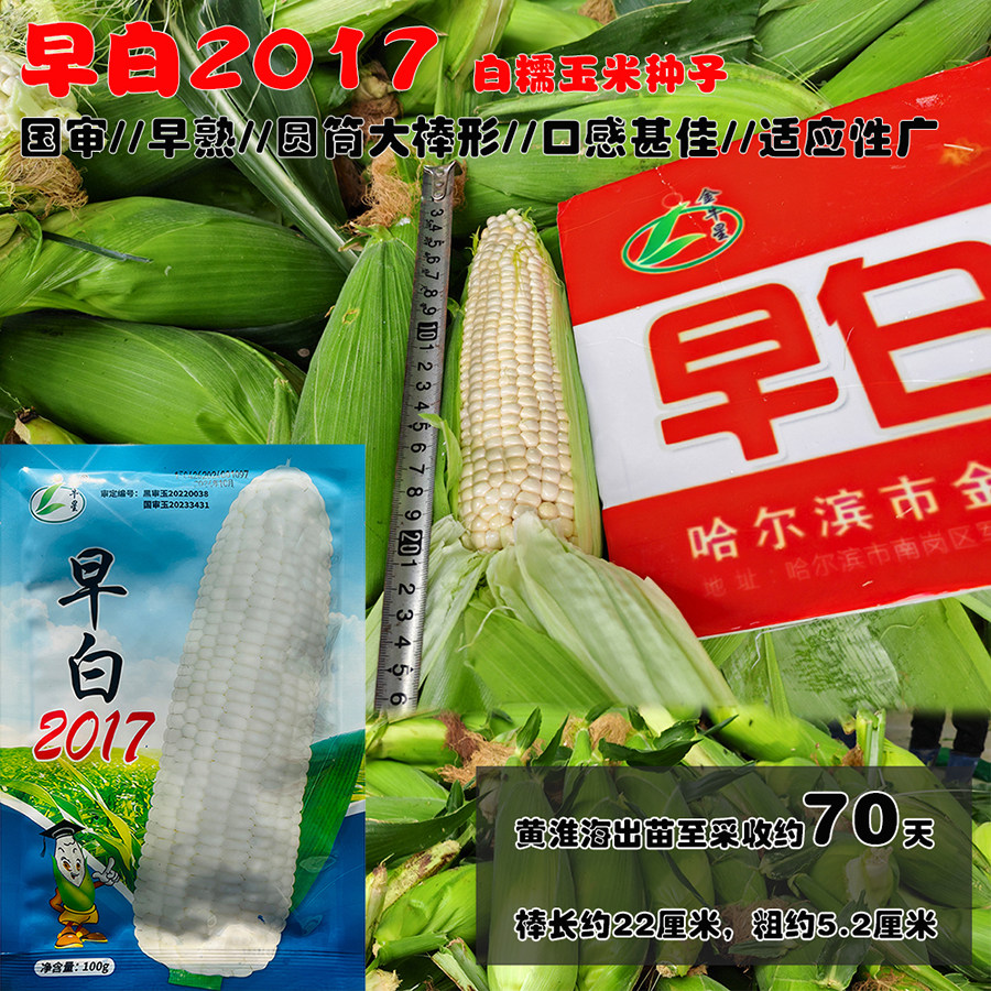 早白2017糯玉米种子特早熟65天甜糯玉米大棒早上市苞谷玉米种子籽