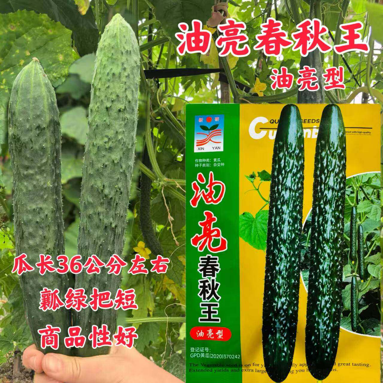 油亮春秋王黄瓜种子油亮型短把密刺长黄瓜种籽耐热高产抗病青瓜孑