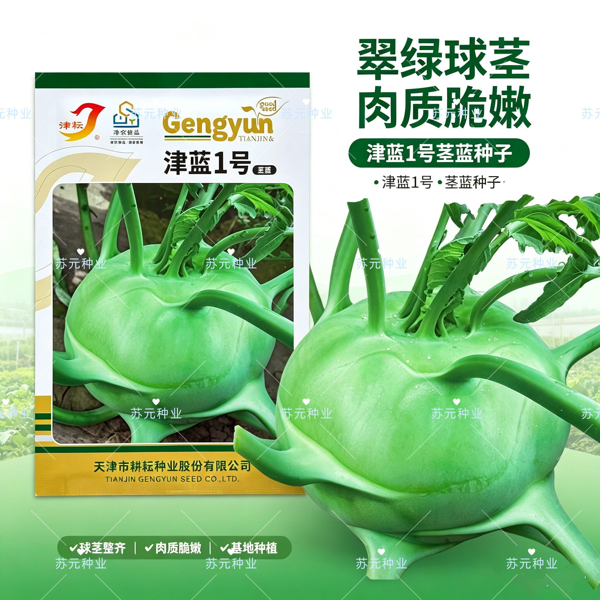 津蓝1号一代杂交水果苤蓝种子球形扁圆颜色翠绿球面光滑脆甜秋播