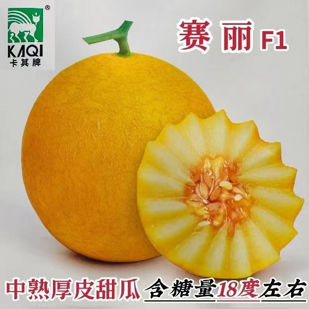 卡其牌赛丽甜瓜种子厚皮甜瓜种子高糖圆球型金黄皮黄肉甜瓜香瓜种
