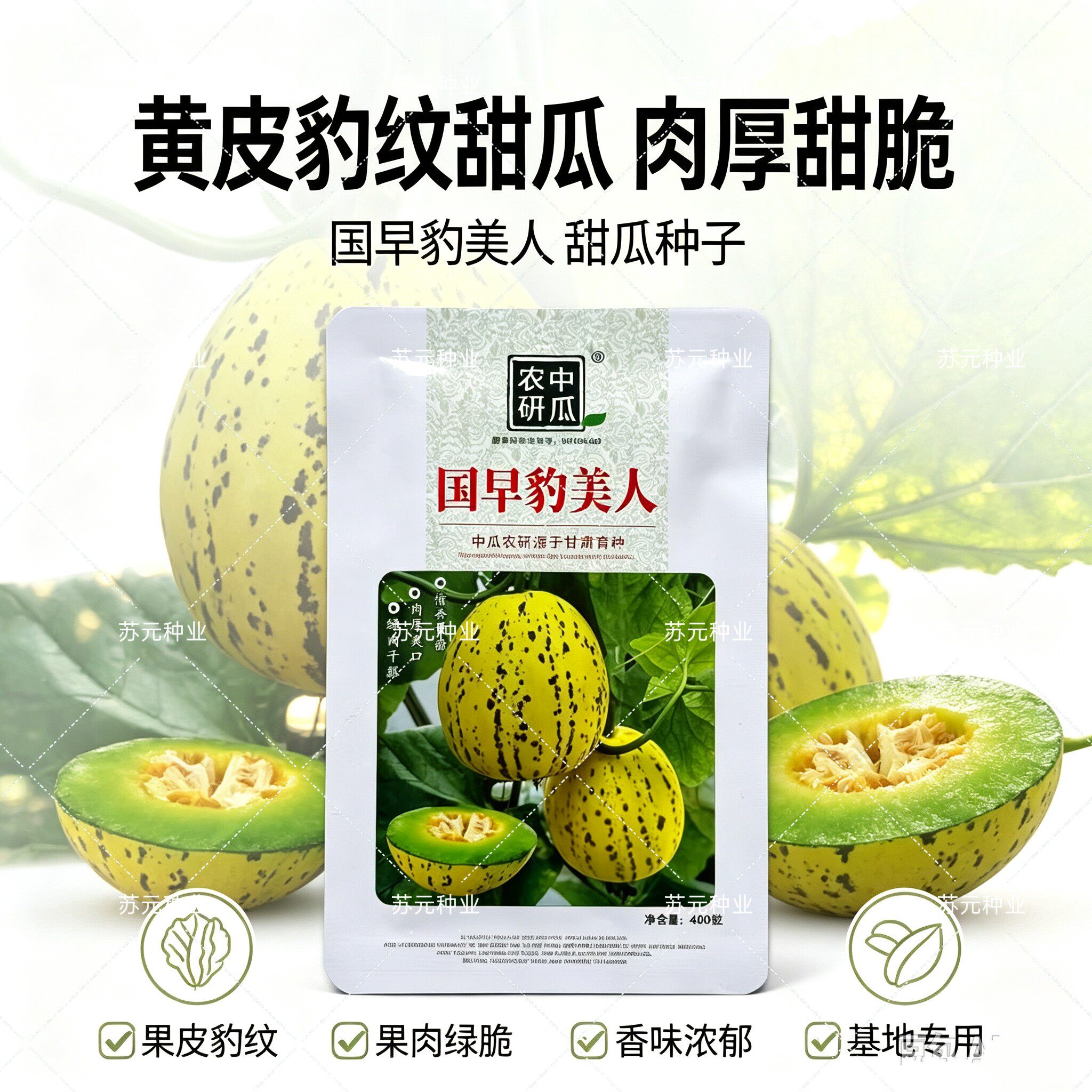 国早豹美人薄皮甜瓜种子一代杂交早熟甜瓜清香甘甜抗病高产绿肉瓤