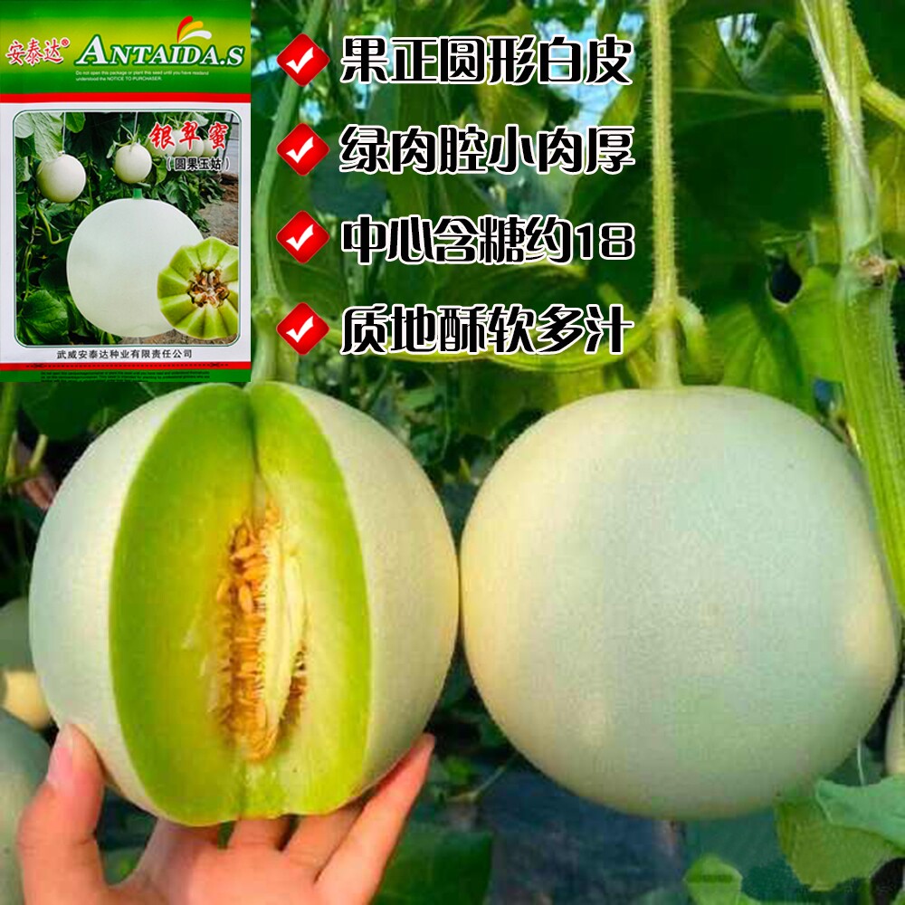 银翠蜜圆果玉菇甜瓜种子中熟白皮绿肉酥甜瓜四季水果杂交种籽种孑