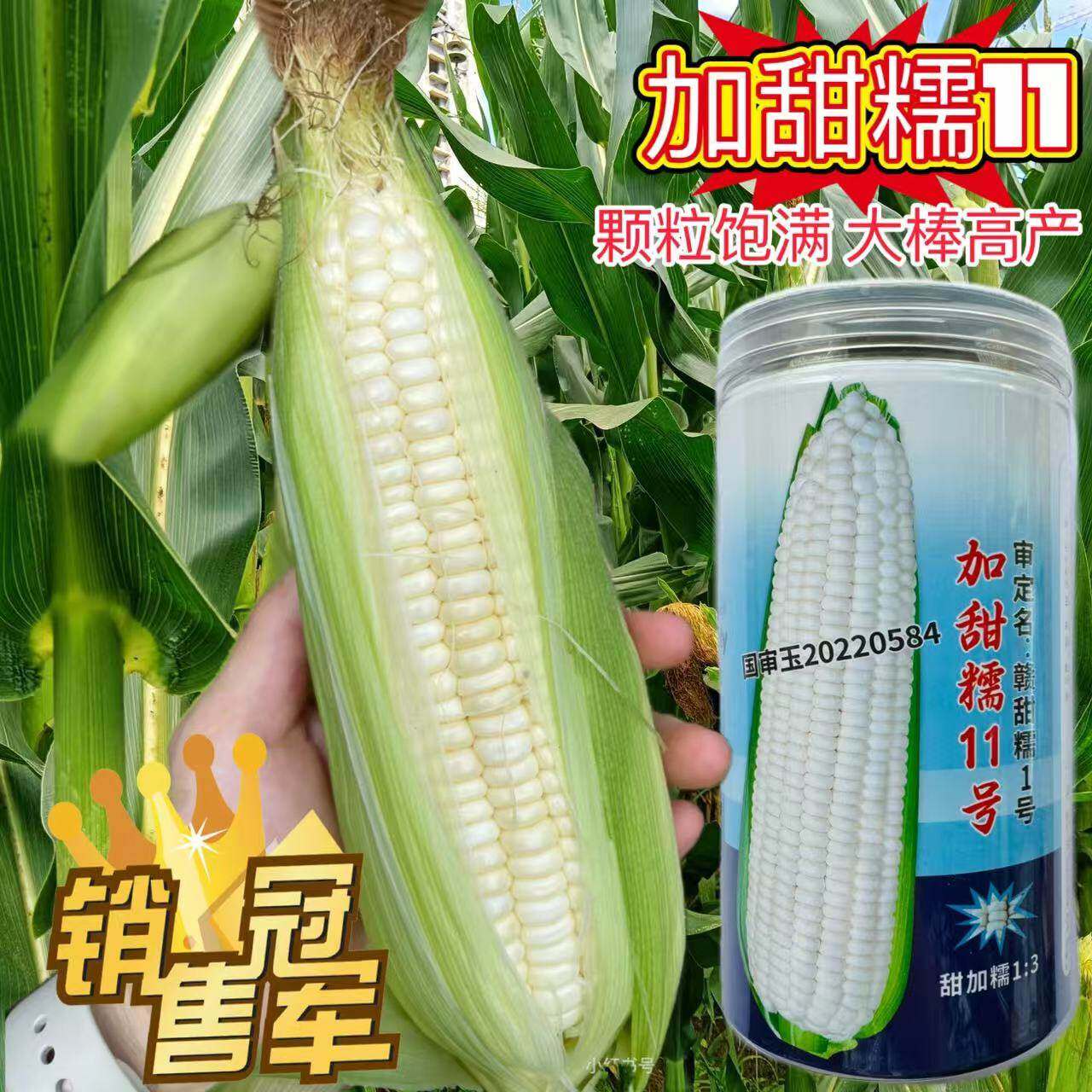 加甜糯11号白糯玉米种子早熟高产大棒甜糯粘玉米苞谷种籽抗病春秋