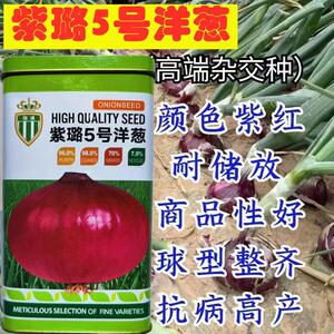 紫璐5号洋葱种子紫皮圆葱扁圆高产抗病耐储甜脆秋季大田蔬菜种籽